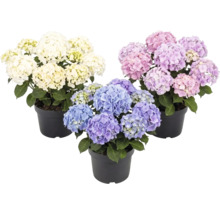 Hortensior i svarta plastkrukor med vita, rosa och blå blommor.
