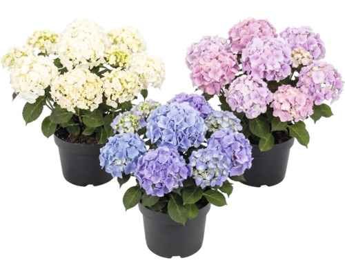 Hortensior i svarta plastkrukor med vita, rosa och blå blommor.