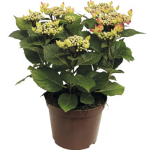 Hortensia med blomknoppar i kruka
