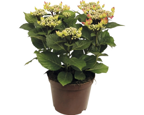 Hortensia med blomknoppar i kruka