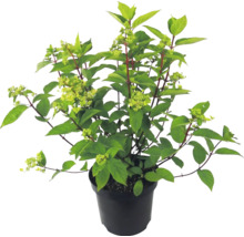 Vipphortensia i svart odlingskruka med gröna blad och blomknoppar.