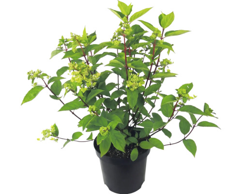 Vipphortensia i svart odlingskruka med gröna blad och blomknoppar.