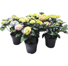 Hortensior i svarta krukor med blommor i olika färger.