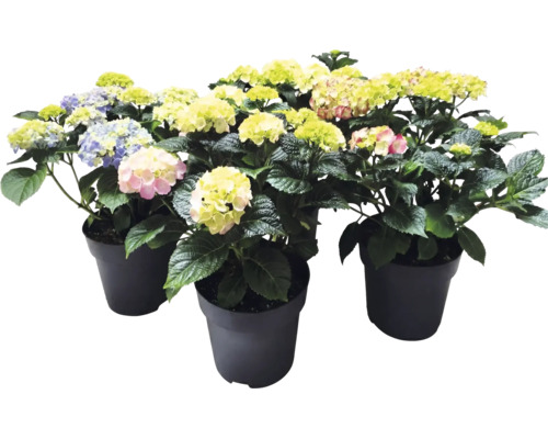 Hortensior i svarta krukor med blommor i olika färger.
