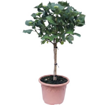 Trädgårdshortensia på stam i plastkruka, med gröna blad och blomknoppar.