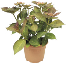 Hortensia Hydrangea macrophylla i plastkruka med gröna blad och första blomknoppar.