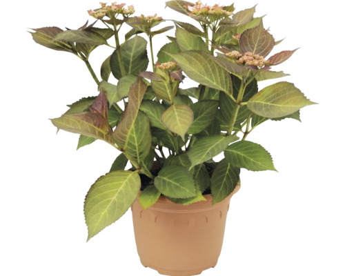 Hortensia Hydrangea macrophylla i plastkruka med gröna blad och första blomknoppar.