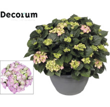 Hortensia i kruka med rosa och gröna blommor, Decorum Logo.