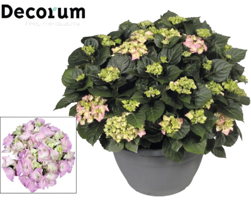 Hortensia i kruka med rosa och gröna blommor, Decorum Logo.