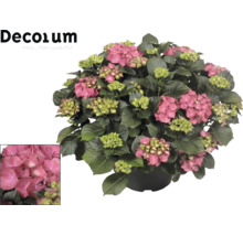 Hortensia med rosa blommor och gröna blad i kruka. Decorum Logo.