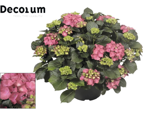Hortensia med rosa blommor och gröna blad i kruka. Decorum Logo.
