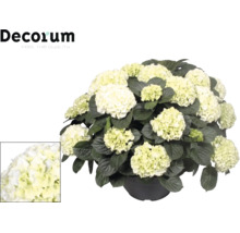 Vit hortensia i kruka med stora blomklasar och mörkgröna blad. Decorum Logo uppe till vänster. Närbild på blommorna nere till vänster.