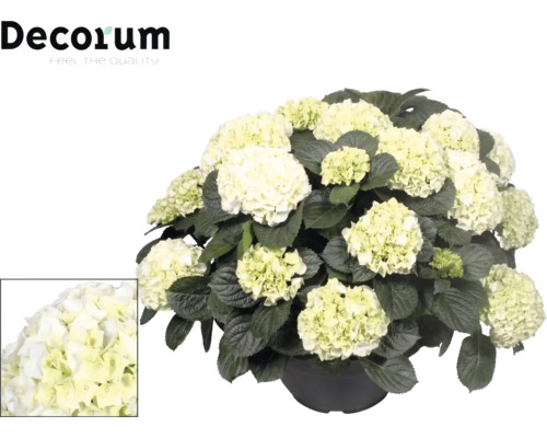Vit hortensia i kruka med stora blomklasar och mörkgröna blad. Decorum Logo uppe till vänster. Närbild på blommorna nere till vänster.