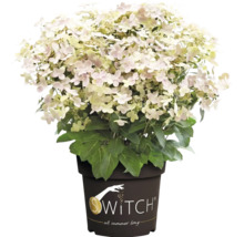 Vipphortensia Switch i en kruka med ljusa blommor och gröna blad.