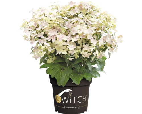 Vipphortensia Switch i en kruka med ljusa blommor och gröna blad.
