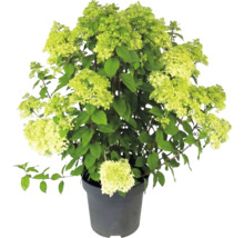 Vipphortensia Hydrangea paniculata med ljusgröna blommor i en odlingskruka
