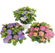 Tre blommande hortensior i vita krukor med gröna blad.