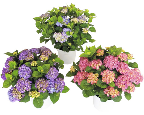 Tre blommande hortensior i vita krukor med gröna blad.