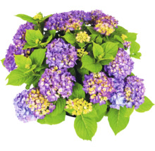 Hortensia med lila blommor och gröna blad.