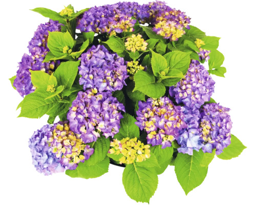 Hortensia med lila blommor och gröna blad.
