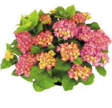 Hortensia Hydrangea macrophylla med rosa-gula blommor och gröna blad i en vit kruka.