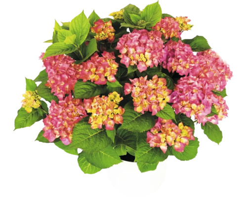 Hortensia Hydrangea macrophylla med rosa-gula blommor och gröna blad i en vit kruka.