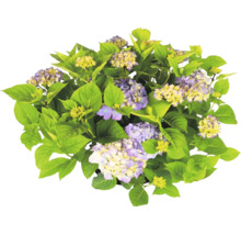 Hortensia med gröna blad och lila-gula blommor.