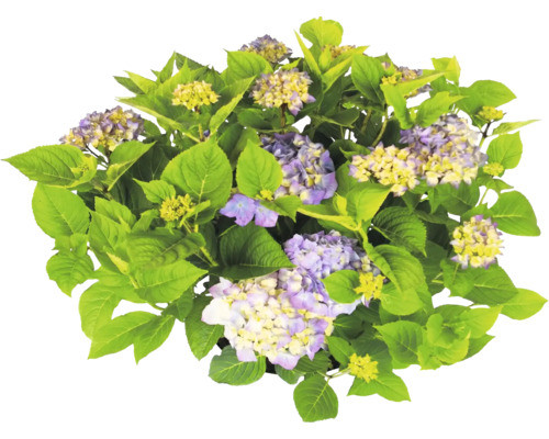 Hortensia med gröna blad och lila-gula blommor.