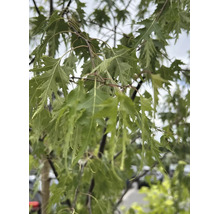 Närbild av finflikiga gröna blad från en silverlönn på en gren.