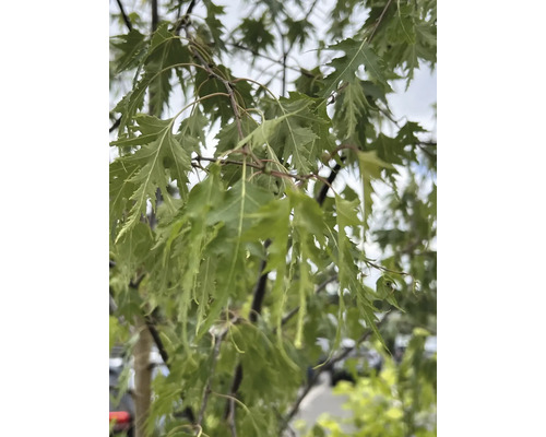 Närbild av finflikiga gröna blad från en silverlönn på en gren.