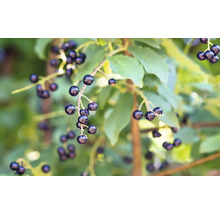Mörka bär på en gren med gröna blad.