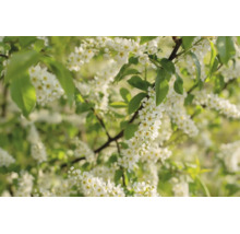 Närbild på en blommande buske med vita blommor och gröna blad.