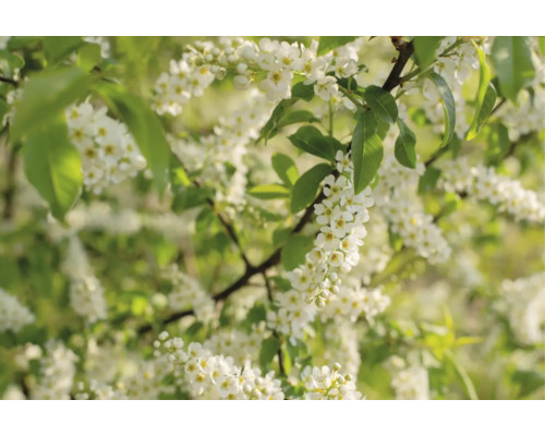 Närbild på en blommande buske med vita blommor och gröna blad.