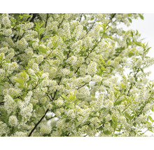 Närbild av en blommande hägg med täta vita blommor och gröna blad.