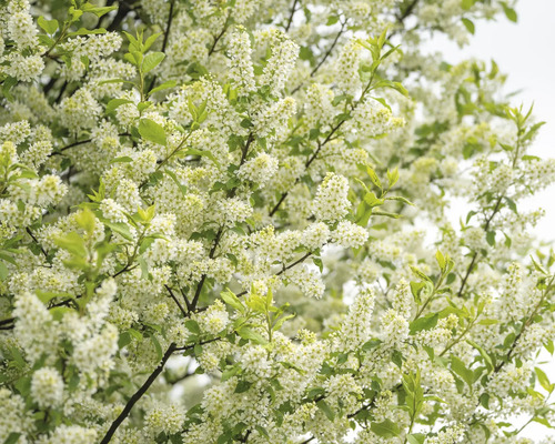 Närbild av en blommande hägg med täta vita blommor och gröna blad.