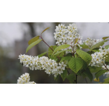 Blommande hägg med vita blomklasar och gröna blad.