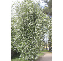 Blommande hägg Prunus padus som ett stort prydnadsträd i en trädgård med många vita blommor.