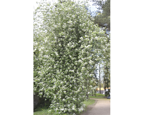 Blommande hägg Prunus padus som ett stort prydnadsträd i en trädgård med många vita blommor.