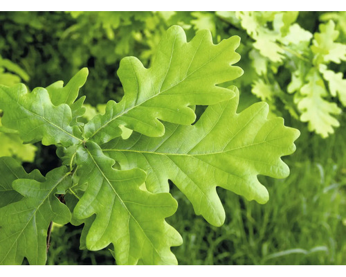 Närbild på gröna ekblad med karakteristisk flikig form i en trädgård.