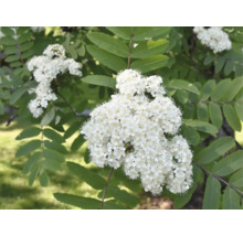Blommande rönn med vita blomklasar och parbladiga gröna blad.