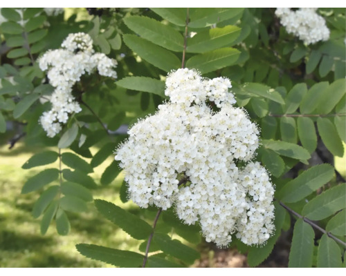 Blommande rönn med vita blomklasar och parbladiga gröna blad.