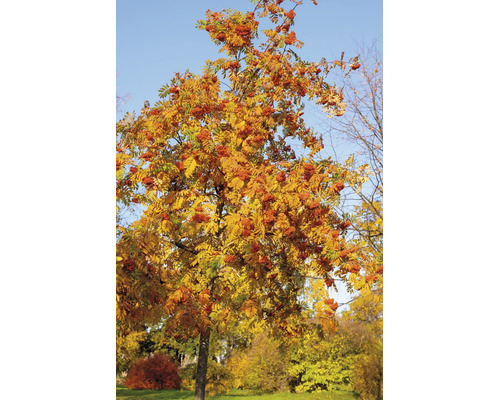 Rönn Sorbus aucuparia med gult höstlöv och röda bär.