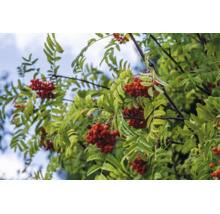 Rönn (Sorbus aucuparia) med röda bär och gröna blad på grenar.