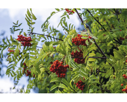 Rönn (Sorbus aucuparia) med röda bär och gröna blad på grenar.