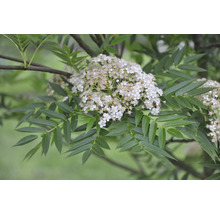 Rönn med vita blommor och gröna parbladiga blad.