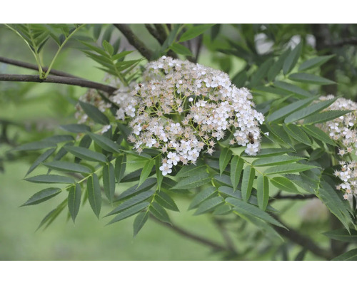 Rönn med vita blommor och gröna parbladiga blad.