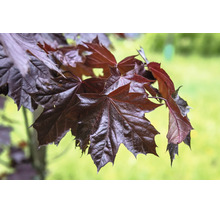 Detaljbild av mörkröda blad på skogslönn Royal Red.