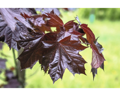 Detaljbild av mörkröda blad på skogslönn Royal Red.
