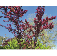 Blommande prydnadsapel med mörkrosa blommor mot en blå himmel.