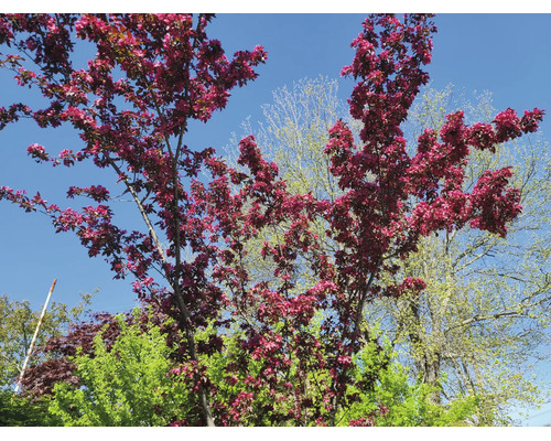 Blommande prydnadsapel med mörkrosa blommor mot en blå himmel.